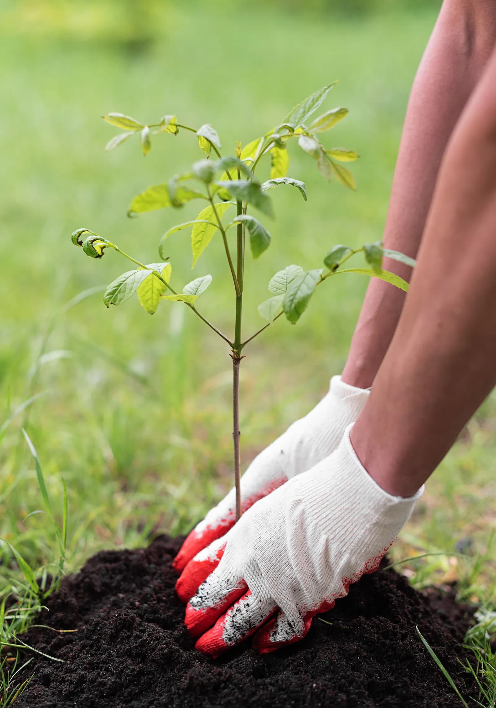 A person wearing white and red work gloves is planting a small tree sapling in dark soil, with green grass in the background.